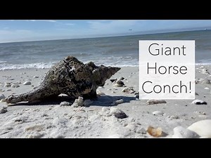 I Found a Giant Shell! Surprise Horse Conch Found on Keewaydin Shell Tour.