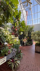 It's #NationalOrchidDay! Here at Biltmore, we have a designated member of our horticulture team whose job it is to care for the orchids that can be viewed in the Orchid Room at the Conservatory, captured here. For more: https://bit.ly/43znd1c | Biltmore