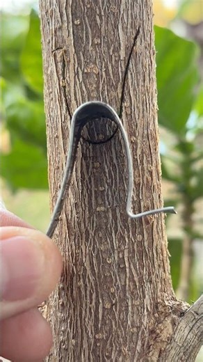 How to graft a plant tree easily for beginners. #grafting #satisfying