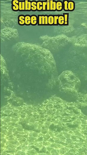 Diving the Rock Wall in Islamorada | Florida Keys Underwater Adventure