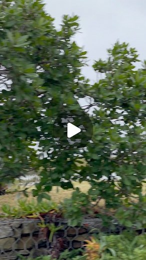 Zandile Msutwana on Instagram