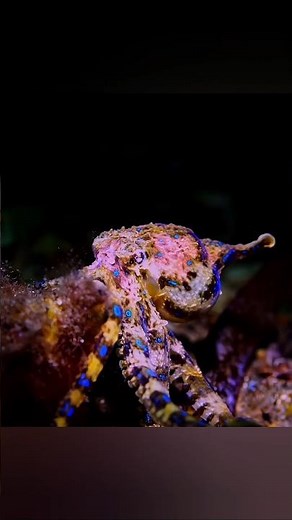 Beautiful But Deadly || Blue-Ringed Octopus