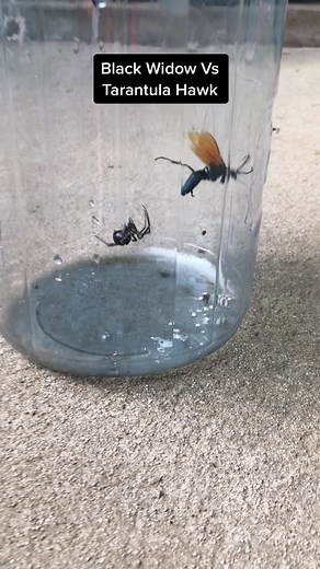 Black Widow Vs Tarantula Hawk: Epic Bug Superfight Commentary