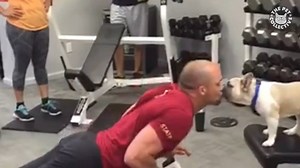 289K views · 2.4K reactions | You need some motivation while working out: | The Pet Collective | Facebook