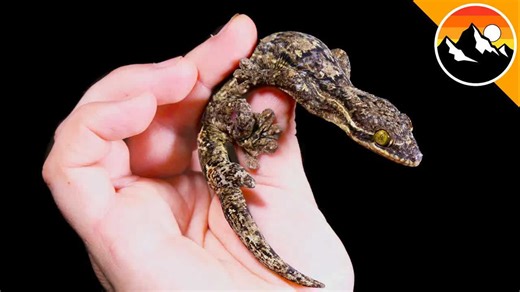 Rare two-tailed gecko spotted