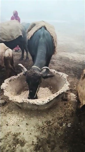 # viral Milk is produced daily from Yadav ji's shop, young Yadav ji's #vipin yadav's bhojpuri song