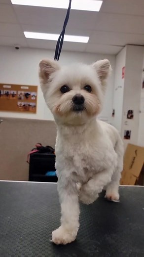 Adorable Dog Transformation: Teddy Bear Trim Maltese Mix Haircut