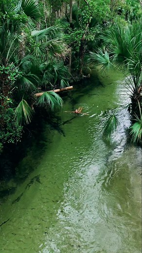 22K views · 288 reactions | Enchanted jungle river swim﫧 #relaxing #calming #getaway #vacation #clearwater #river #swimming #forestbathing #forest #jungle #naturetherapy #travelinspiration #florida #floridasprings #wildernessculture #beautifulplaces #beautifuldestinations | Lakewet | Facebook