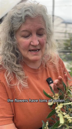 Think olive trees are only for the Mediterranean? Think again! Here in Zone 8B, with the right south-facing, wind-sheltered spot, you can grow these silvery beauties. While the fruit is a bit tender, the trees themselves are tougher than you’d think—and the leaves make a lovely, health-boosting tea. Bonus: the blooms are buzzing with bee love 🐝. Got a cozy corner in your garden? An olive tree might just be the perfect fit. | Art's Nursery Ltd.