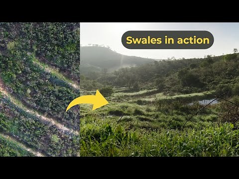 Swales in action: how they improve the land and why it takes time