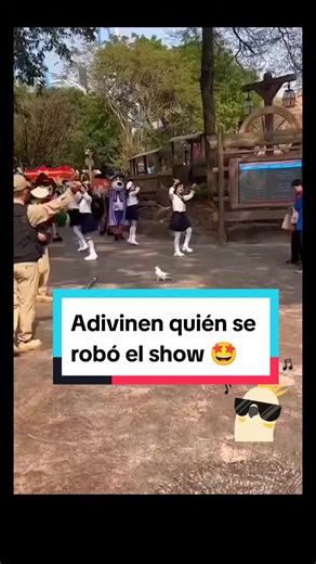 Desfile de Loros: La Fiesta Colorida que No Te Puedes Perder