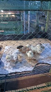 Day-old chicks of CPU Broiler Native Chicken brooded in double-tier fireless brooder | Philippine Native Chicken