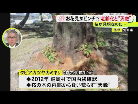 この10年余りで200本弱も…『日本のさくら名所100選』の桜の木が減少 老齢化に加えて新たな難敵“クビアカ”