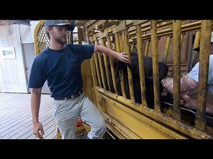 AI process with 5 heifers and 1 cow