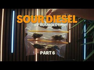 Drying the harvest with DryFerm Bags - Sour Diesel Grow Part 6