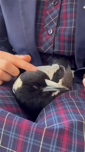 Sharing the best of South Australia on Instagram: "Our latest obsession? Miss Maggie! She first appeared at Melinda’s window last Australia Day, and now she’s part of their family! This little darling has some seriously cute quirks… when she’s hot, she sprawls out dramatically until Melinda turns on the sprinkler! And when she’s not being pampered, she’s playing fetch, wrestling, tinkering with toys or knocking things over — just for fun. Miss Maggie’s still wild and free, but every day she choo