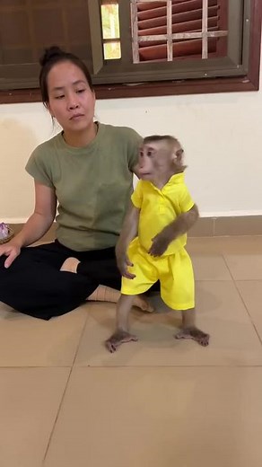 Funny Monkey Interacting Playfully with Human