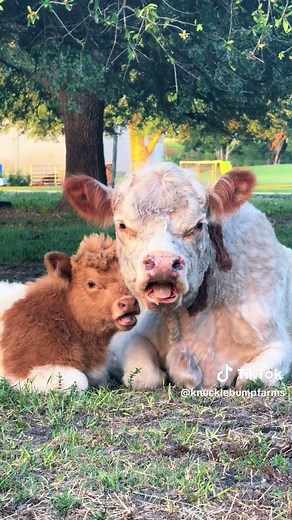 Apple Falls from Tree: A Natural Phenomenon Explained