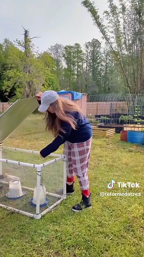 Backyard Chicken Care: Daily Tasks and Coop Building Tips