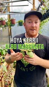 Hoya kerrii variegated is a unique form of the popular wax plant that has yellow variegated margins. This form is highly sought after and will make a great addition to any Hoya collection. 🍃 Hoya kerrii variegated grows very well as an indoor vining plant and is a great choice for a beginner Hoya plant collector. This plant grows best in a basket or climbing up a coco pole or other support structure. 🪴 Hoya kerrii variegated care: Make sure your new plant is in a well draining soil that is ric