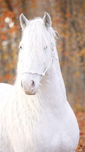 Unreal White Horse with Ghost Eyes 😳✨ | Most Beautiful Horse Ever #shorts