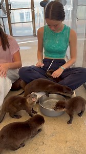 Book A VIP Tour Now at AnimalEDventures.com WANT TO PLAY WITH OUR OTTERS & Hold One? This is your once-in-a-lifetime shot! Book Now At AnimalEDventures.com | VIP Behind-The-Scenes Tour HOLD an otter. PLAY with them on the floor. SNAP unforgettable photos. This isn’t a zoo visit — it’s an interactive animal EDventure you’ll never forget! What’s included? ✅ Playtime & photo op with otters ✅ Bottle-feed baby kangaroos ✅ Meet & feed baby capybaras ✅ Sloth & kangaroo encounters ✅ Hand-feed porcupines