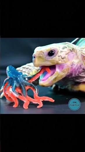 THE CHEWY SOUNDS OF A TURTLE EATING A GOOEY OCTOPUS #Satisfying #Chewy