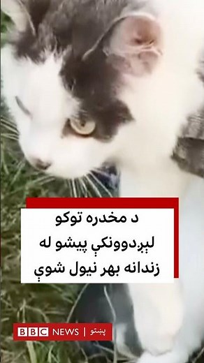 قاچاقبره پېشو