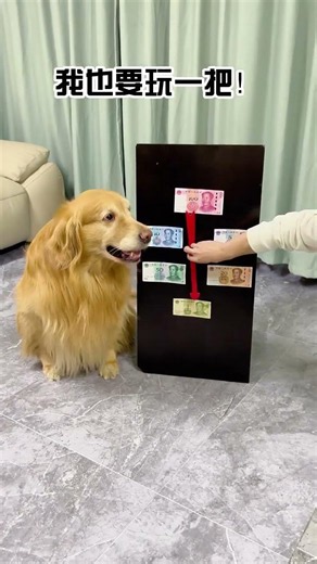 😂🐶 "This Dog's Reaction Is Too Funny!"#GoldenRetriever #FunnyDog #CutePets #DogLover