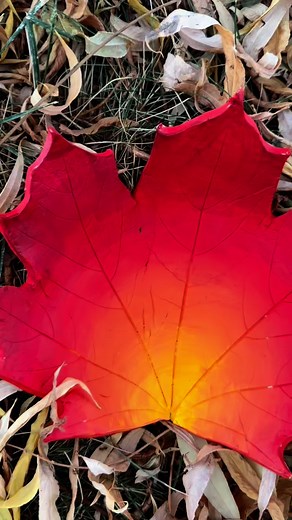 30 comments | Capture a little autumn magic with these air dry clay leaf bowls! (family favourites!) Want the full step-by-step tutorial? Comment “leaf” below and I’ll send it straight to your DMs  #airdryclaycrafts #leafcrafts #fallcraftideas #kidsactivities #naturecrafts #falldecorideas #diyfalldecor #craftingwithkids #seasonalcrafts #autumndecor #familycrafttime #homemadedecor #cozyhomevibes #backwoodsmama #handmadehome | Backwoods Mama | Facebook