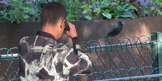 Vidéo. A Paris, comment les oiseaux s’adaptent… ou disparaissent