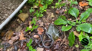 Baby Black racer release!😊🙌🐍 Our baby black racers were released into their new homes today, the wild!!! We wish them long happy lives that help our ecosystem! #kyreptilezoo #snakes #reptiles | Kentucky Reptile Zoo