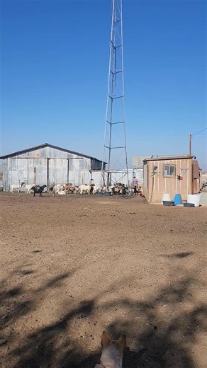 The goats getting freed for grazing.... more likely cleaning up hay scraps. | Diana Swift