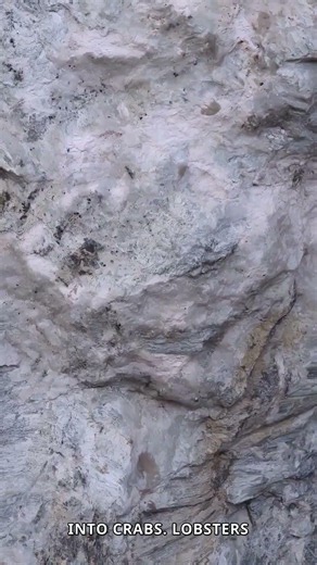 Evolution's Terrifying Secret: Everything Becomes a Crab! 🦀