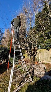 Apple tree pruning #gardening | Gary Hall Garden Services