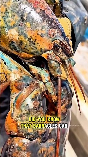 Barnacles Revealed This Lobster’s Secret🦞#Barnacles #LobsterFacts #Lobster #OceanFacts #MarineLife
