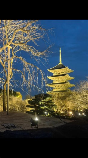 Toji Japanese Garden Light-Up 世界遺産、東寺の 「東寺月回廊」 梅の花が満開梅の花🌸 #京都 #東寺#世界遺産 #東寺月回廊 #ライトアップ