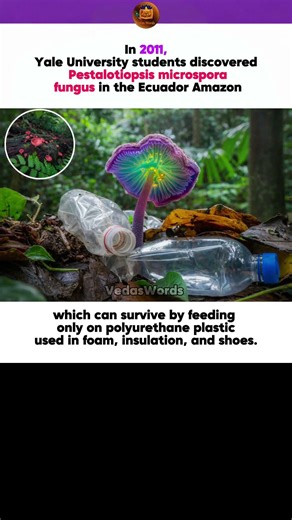 The Amazon Fungus That Eats Plastic! 🍄♻️ Pestalotiopsis microspora Explained #fungus #study #news