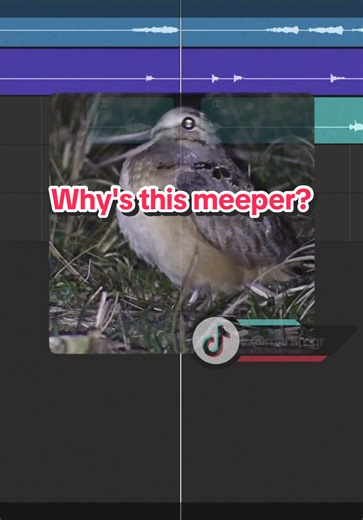Why's This Meeper? A Fun Look at Bird Memes