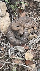 311K views · 3.6K reactions | The Arizona Ridgenosed Rattlesnake is our state reptile, though few people who live here will ever see one. They are also one of the few protected species of snakes in the state. Here are a couple that we encountered a while back, which we collected some locality data on and photographed under permit. | Rattlesnake Solutions | Facebook