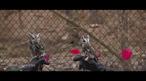 For Temple’s live mascot, Stella, and her longtime partner, Sherlock, it was love at first flight. After 5 years together, they've decided to tie the knot in a surprise Valentine’s Day wedding to remember! ❤️#OwlentinesDay | Temple University