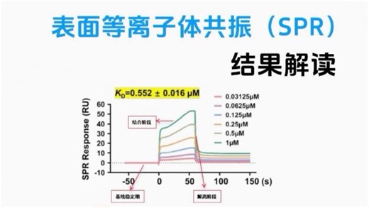 表面等离子体共振（SPR）