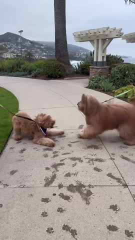 Reuniting my dog with his sister! #puppy #reunion #goldendoodle