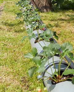 Automated watering System For The Garden! | DeMilked
