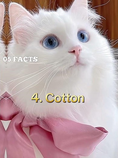TOP 5 BEST NAMES FOR WHITE CATS 🐱 #shorts #short #cat