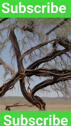 Allah Tala ke nabi hazrat Muhammad sallallahu ka naam Mubarak #islamicgreeting allah