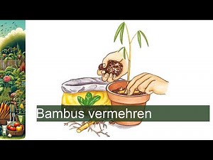 Bambus vermehren: Die besten Tipps für gesundes Wachstum und Pflege!