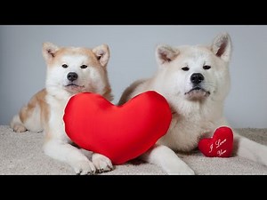 How to Train an Akita with Positive Reinforcement