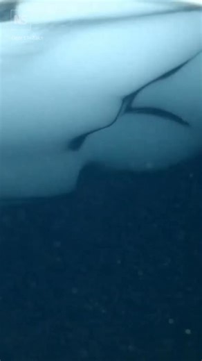 Hidden watercourses beneath Antarctic observed for the first time 🇦🇶🌀 An international team of researchers has for the first time directly observed that hidden beneath the Antarctic ice lies a system of lakes and watercourses. The researchers drilled a 500-metre-deep hole through the Antarctic ice sheet until they reached water. They were able to film the watercourse beneath the ice and analyse its properties. These subglacial watercourses of West Antarctica play a crucial role in the melting