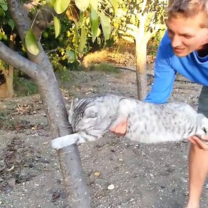 158K views · 200 reactions | Some might call this cat a "tree hugger"  | Yahoo | Facebook